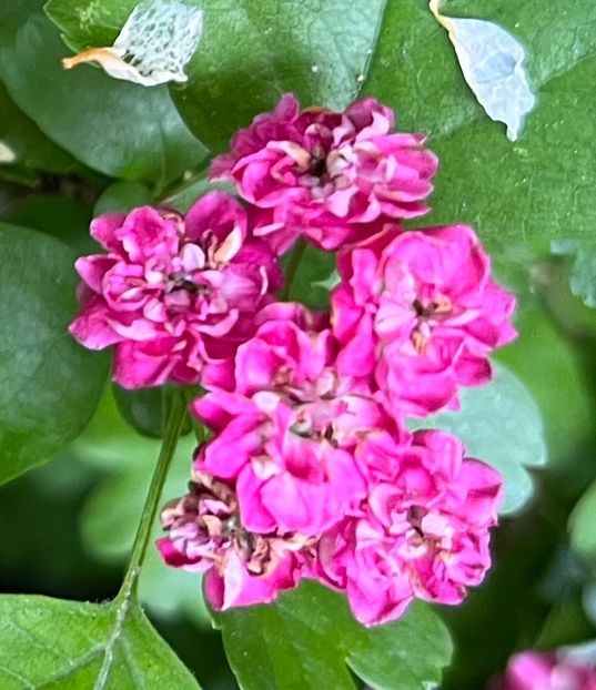 210D9D61-894D-46B3-98C9-32DF4807A84D - Arbuști 2021-2023