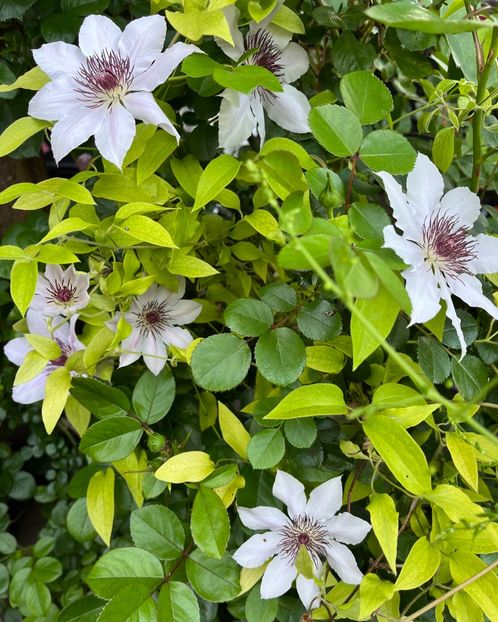 3227A79B-22A8-435A-BD63-3BED7360143A - Clematite 2020-2023