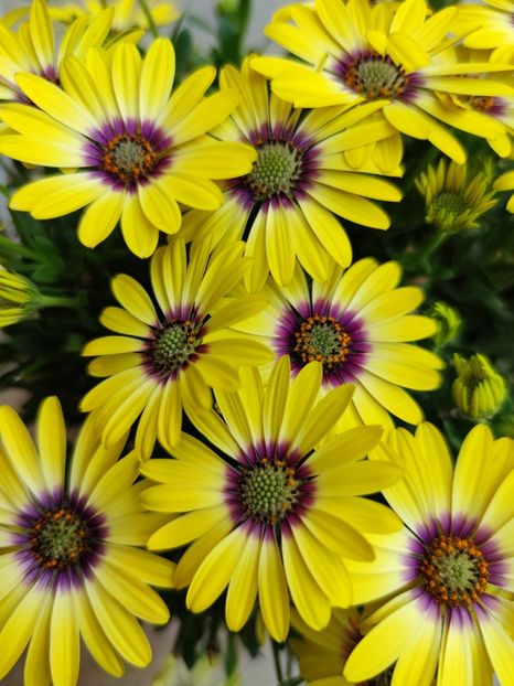 Margareta africana - 0 0 2022