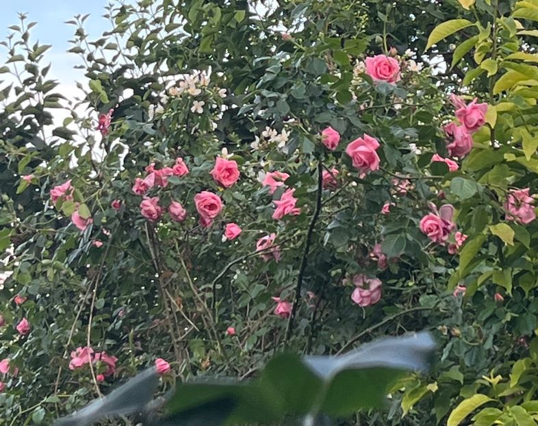 2B73AFEC-3659-4731-82E7-73E62FC24365 - Trandafiri 2022