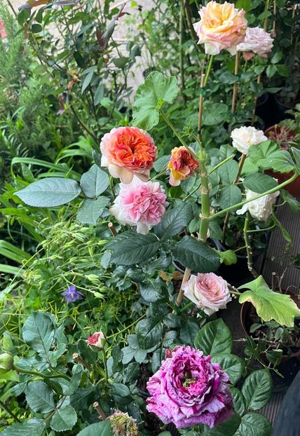 5E152BAF-8CEA-4054-8FBF-137E9E8302AF - Trandafiri 2022