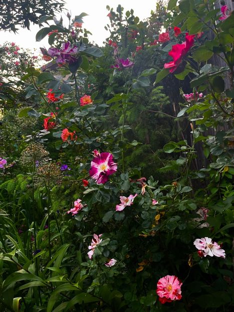 067CFB76-15C4-4E50-AE9E-386211C7EFD6 - Trandafiri 2022