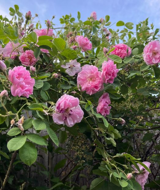 B5D688F5-0761-44A3-AF11-A3B3B33A3C97 - Trandafiri 2022