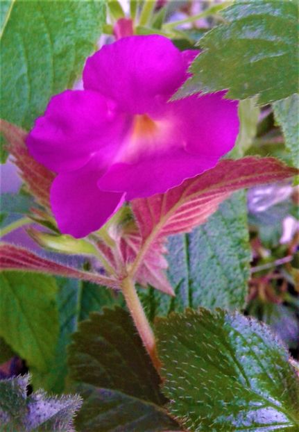  - Rizomii de achimenes plantati astazi pentru anul 2022