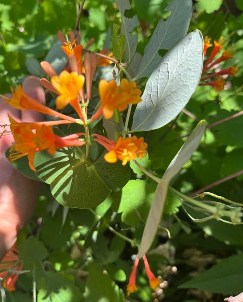 8D6875B1-39AD-4A30-A807-4D1D3A4CF4C2 - Flori 2022 2023