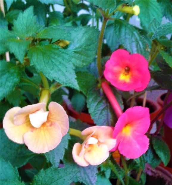  - Rizomii de achimenes plantati astazi pentru anul 2022