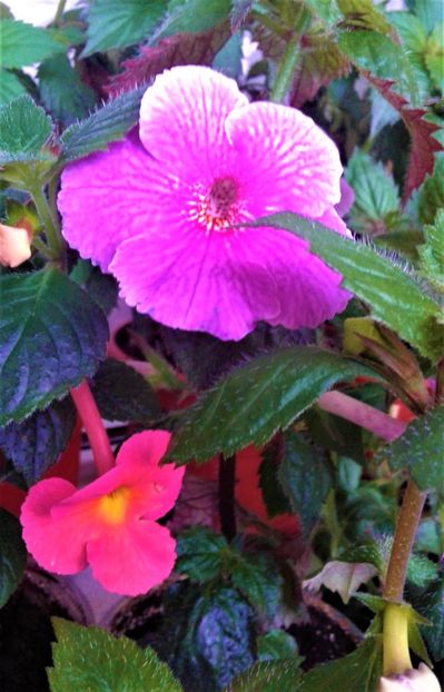  - Rizomii de achimenes plantati astazi pentru anul 2022