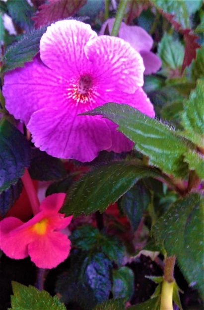  - Rizomii de achimenes plantati astazi pentru anul 2022