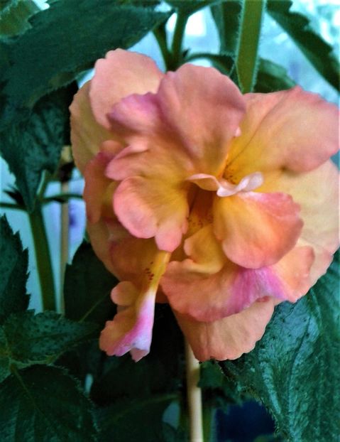  - Rizomii de achimenes plantati astazi pentru anul 2022