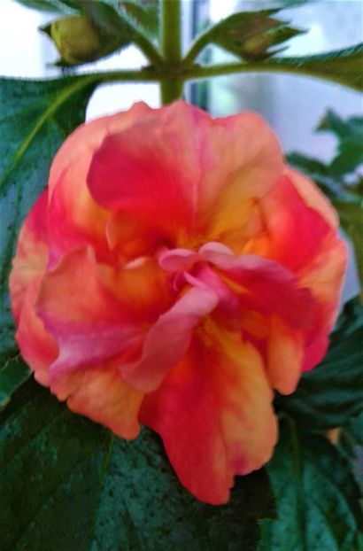  - Rizomii de achimenes plantati astazi pentru anul 2022