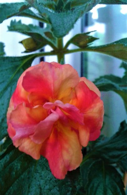  - Rizomii de achimenes plantati astazi pentru anul 2022