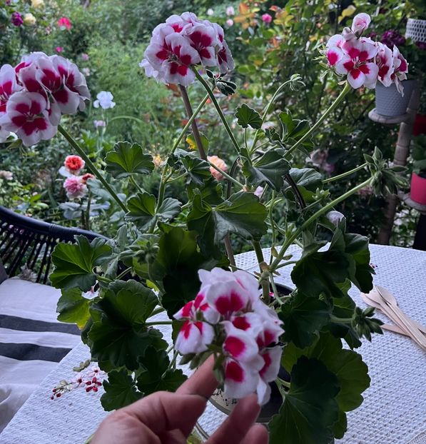 FA3ABB72-8FF9-4CF1-9D65-36B7F03881E2 - Muscate 2021 22