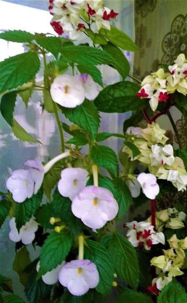  - Rizomii de achimenes plantati astazi pentru anul 2022