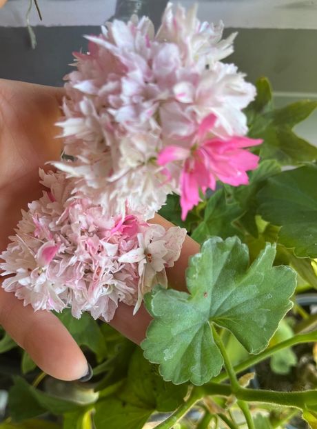 32635E0A-EC43-48D8-91DB-02B14AF27ED3 - Muscate 2021 22