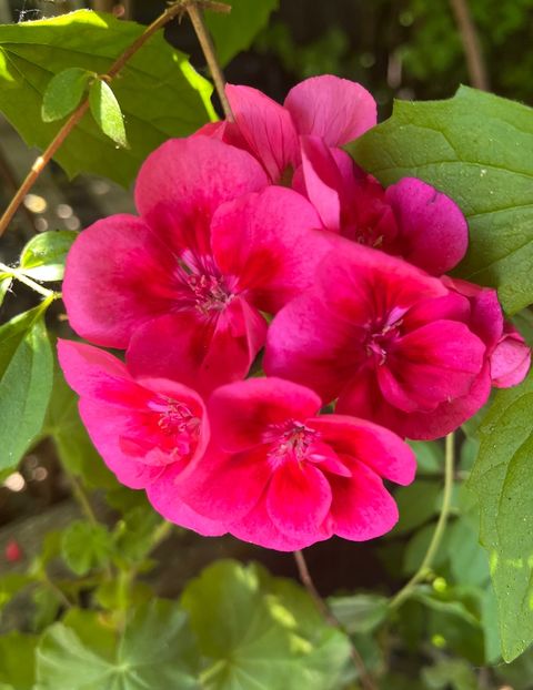 C2677C5A-49E3-485C-8ABB-9D5F5770A205 - Muscate 2021 22