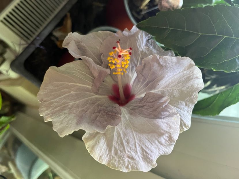 0A923FA1-01FE-4A35-873C-30FFD1F1F1F3 - Hibiscus
