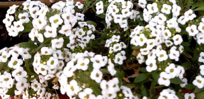  - Flori de Primavarã-Varã 2022