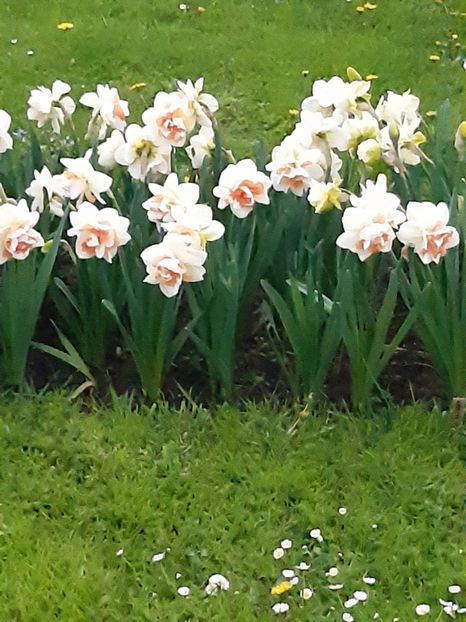  - Flori de Primavarã-Varã 2022