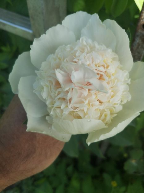 Bowl of beauty - Bujori 2022