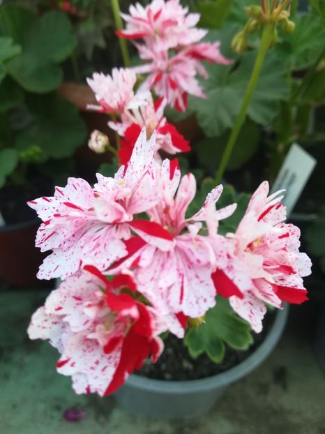 Goosbrok Starstorm - A-Muscate 2022