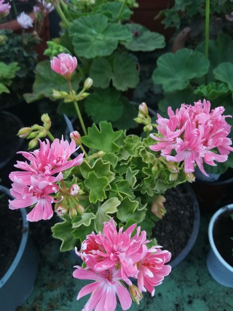 Rushmoor Golden Ruffles - A-Muscate 2022