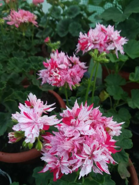 Richard Hodgson - A-Muscate 2022