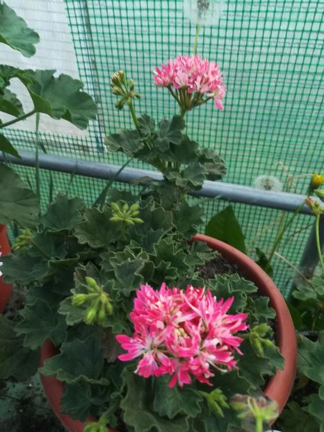 Star Flair - A-Muscate 2022