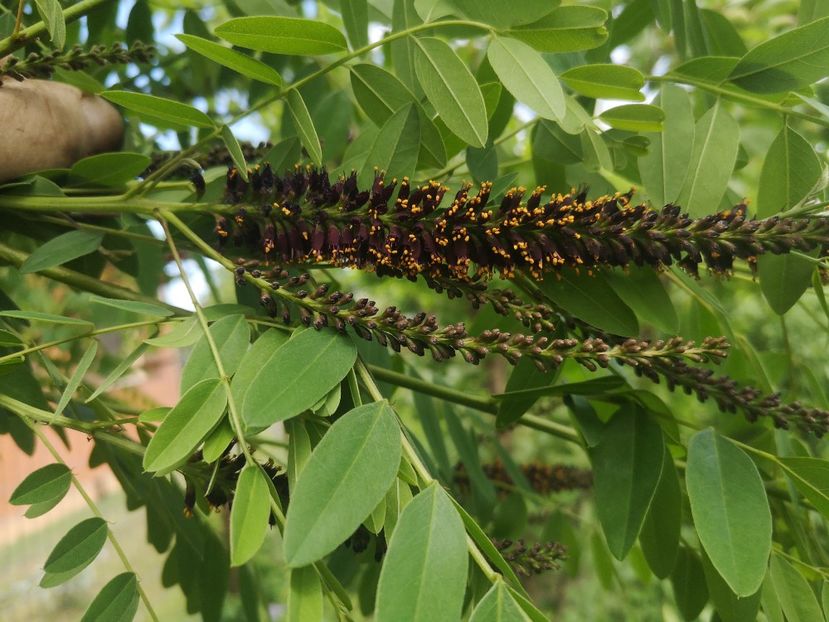 Amorfa 18.05 - arbori ornamentali 2022