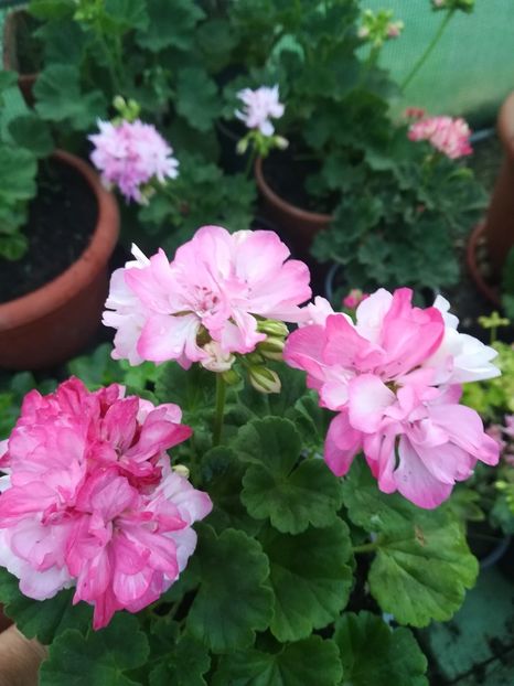 Friob Woods - A-Muscate 2022