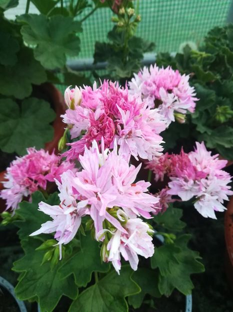 Joann Hodgson - A-Muscate 2022