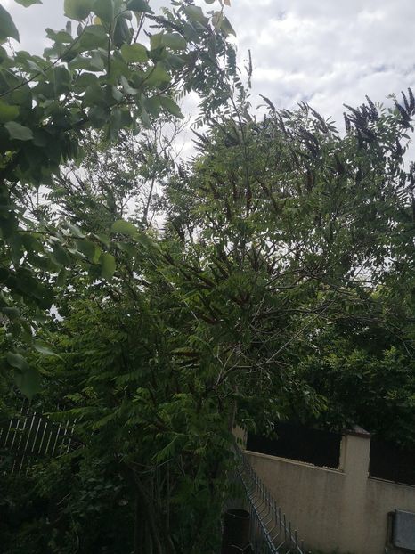  - arbori ornamentali 2022