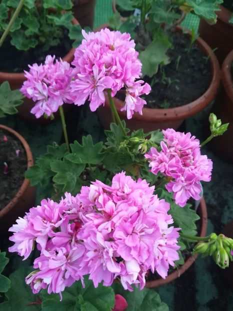 Borthwood - A-Muscate 2022