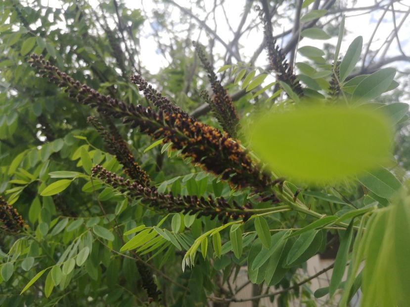  - arbori ornamentali 2022