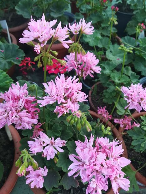 Minnie - A-Muscate 2022