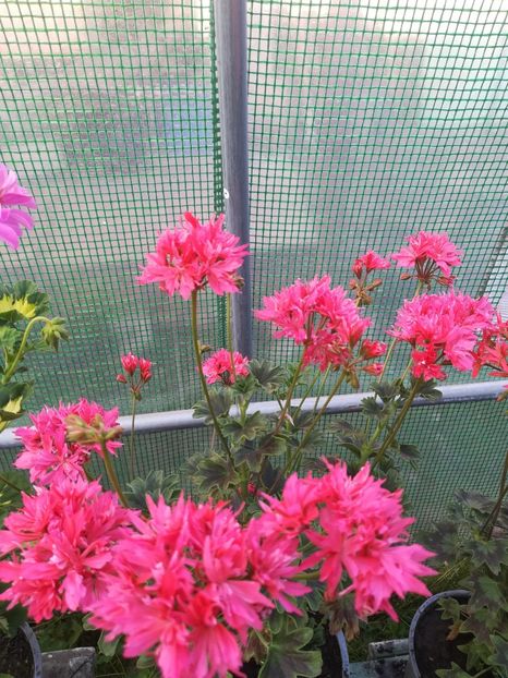 Bronze Buterfly - A-Muscate 2022