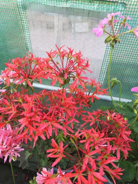 Lester - A-Muscate 2022