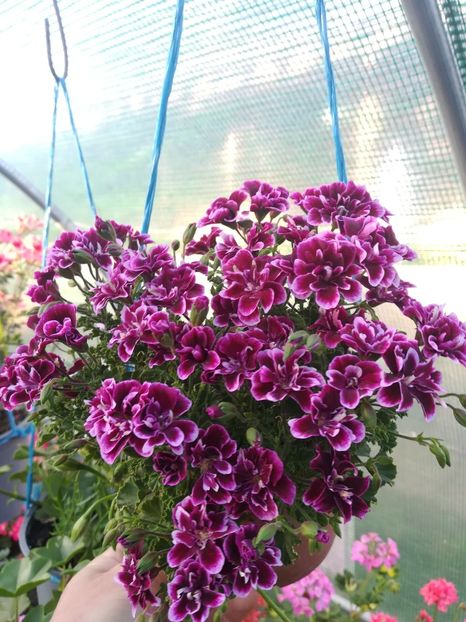 Pe zi ce trece mai frumoasa - A-Muscate 2022