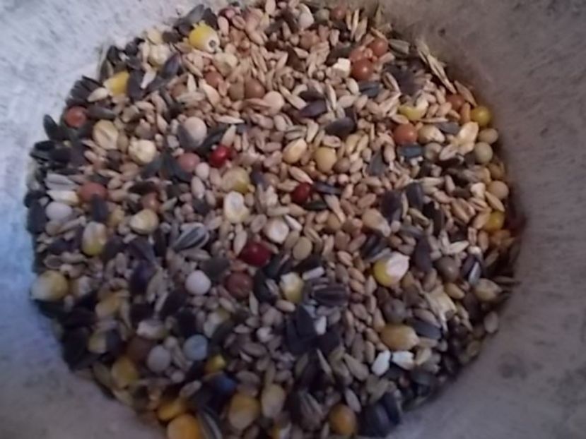 Asa arata mincarea porumbeilor mei - MANCARE SI MEDICAMENTE PENTRU PORUMBEI