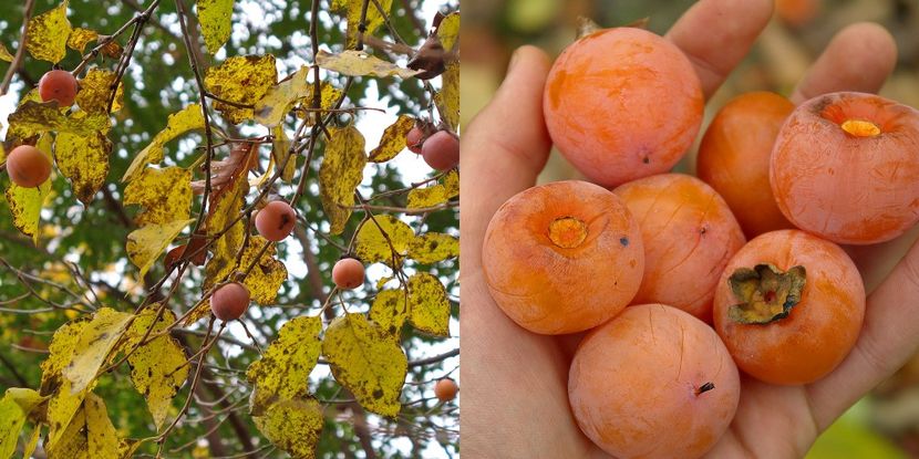 kaki virginiana-vandut - Animalute la Amara