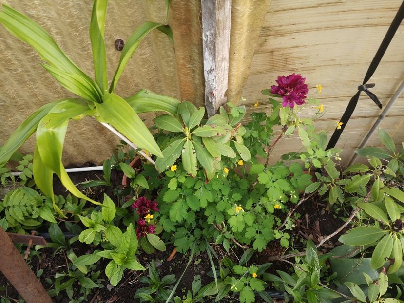  - arbori ornamentali 2022