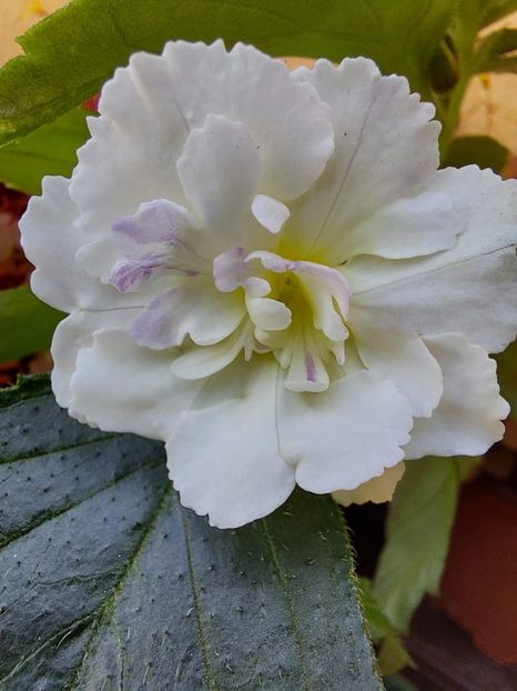 Img. 2022.05.14-V1/22 - Achi din semințe BriDs 2022