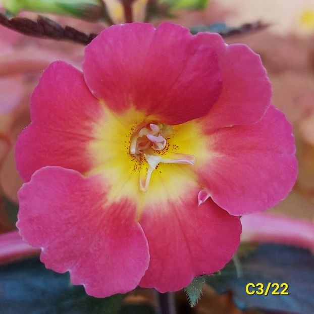 Img. 2022.05.16 - Achi din semințe BriDs 2022