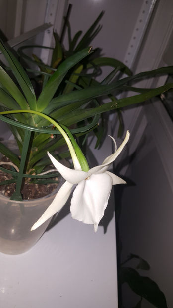 angraecum "Lady Lisa"x sesquipedale - Orhidee_3_monopodiale