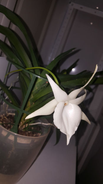 angraecum "Lady Lisa"x sesquipedale - Orhidee_3_monopodiale