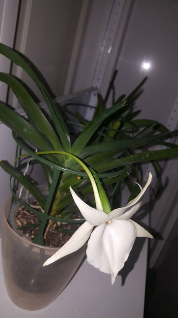 angraecum "Lady Lisa"x sesquipedale - Orhidee_3_monopodiale