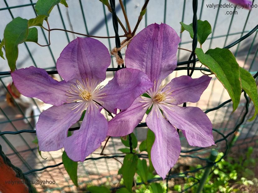 Clematis Proteus - Clematis Proteus