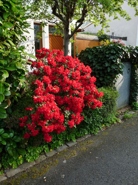  - Azalee si Rhododendroni