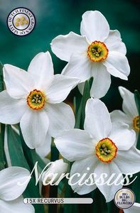 Narcisa-Alba-Recurvus - Narcisa alba RECURVUS