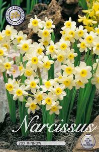 Narcisa-Crem-Minnow - NARCISA CREM MINNOW