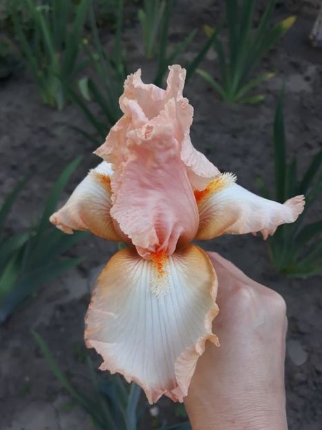 portocaliu cu alb - irisi medii si inalti 2022
